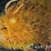 frogfish_hairy_kbrtk3_h_0481_sul6147.jpg